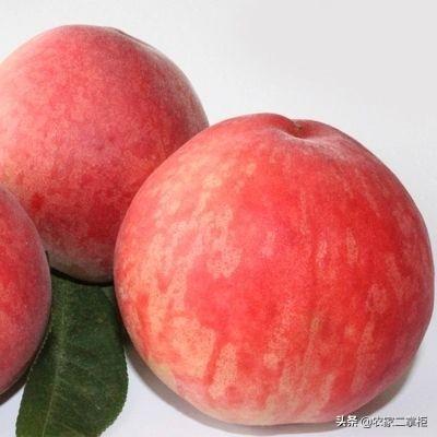 南北蜜桃名场面最新，产业繁荣与文化魅力的交融展现