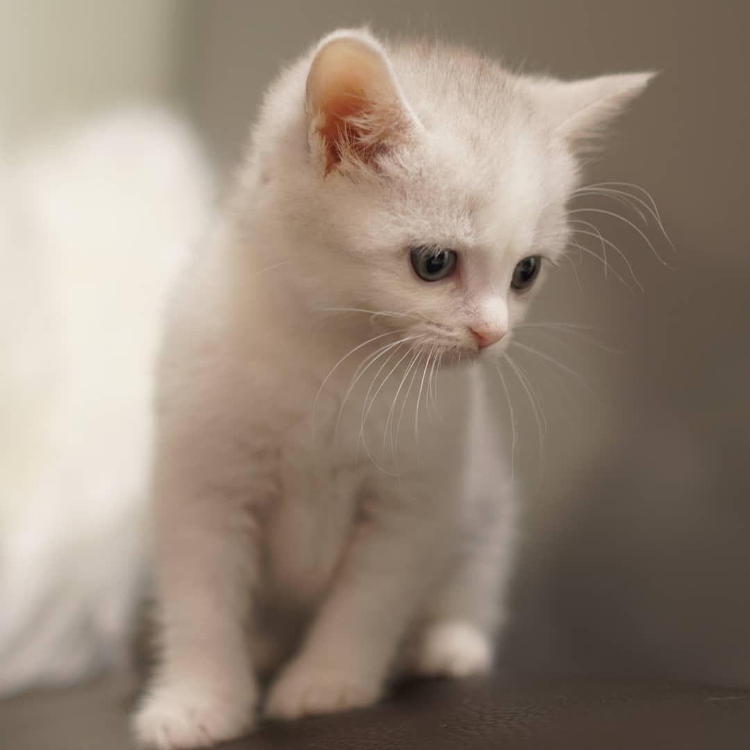 探索猫咪世界，最新动态与资讯，猫咪最新版分享！