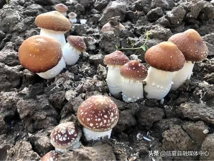 先锋科技新品，引领潮流，塑造未来生活